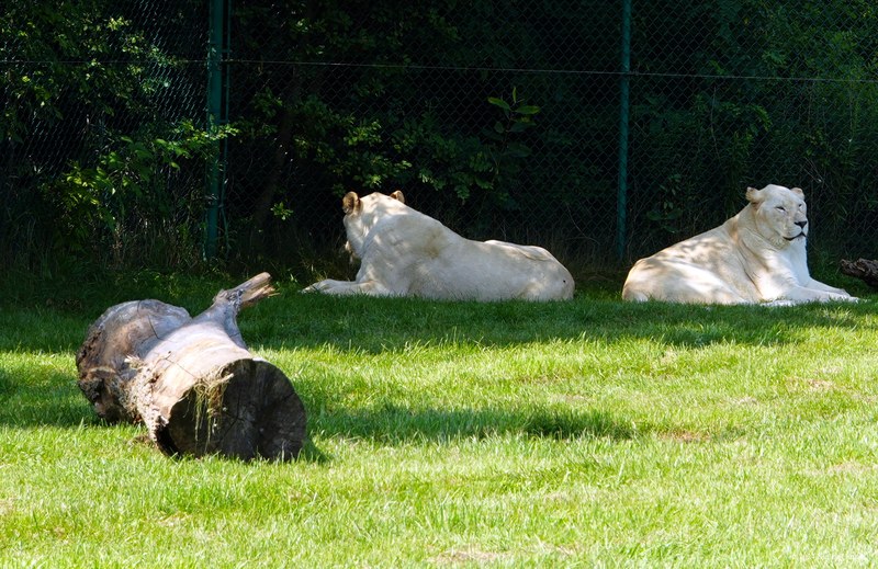 African Lion Safari - 2024_7_27_African_Lion_Safari_0011