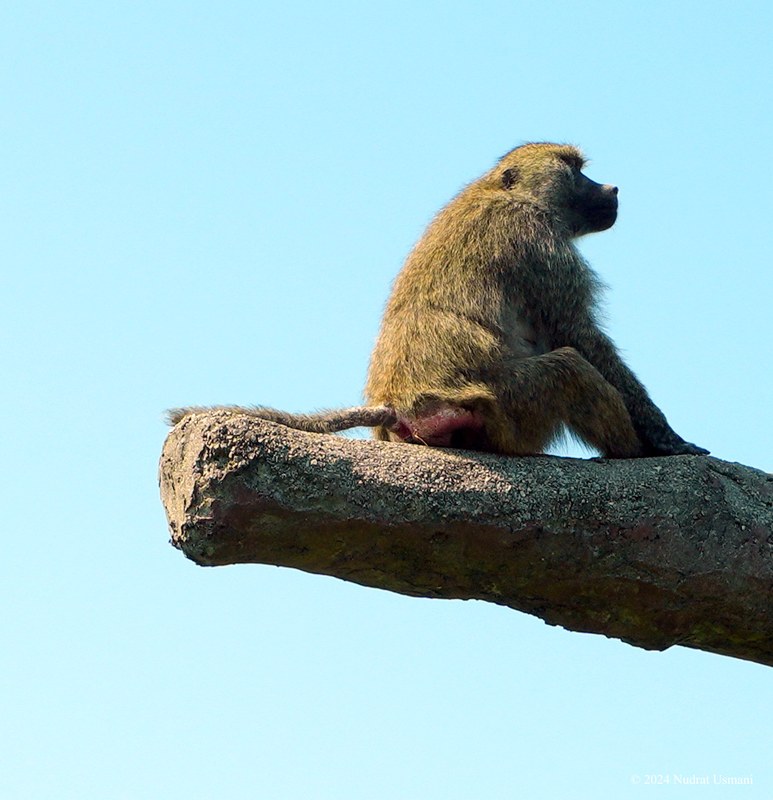 African Lion Safari - 2024_7_27_African_Lion_Safari_0015