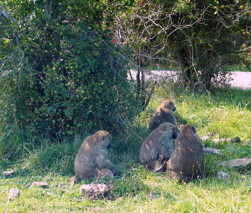 African Lion Safari - 2024_7_27_African_Lion_Safari_0016