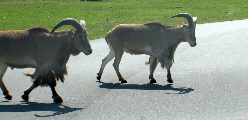 African Lion Safari - 2024_7_27_African_Lion_Safari_0018