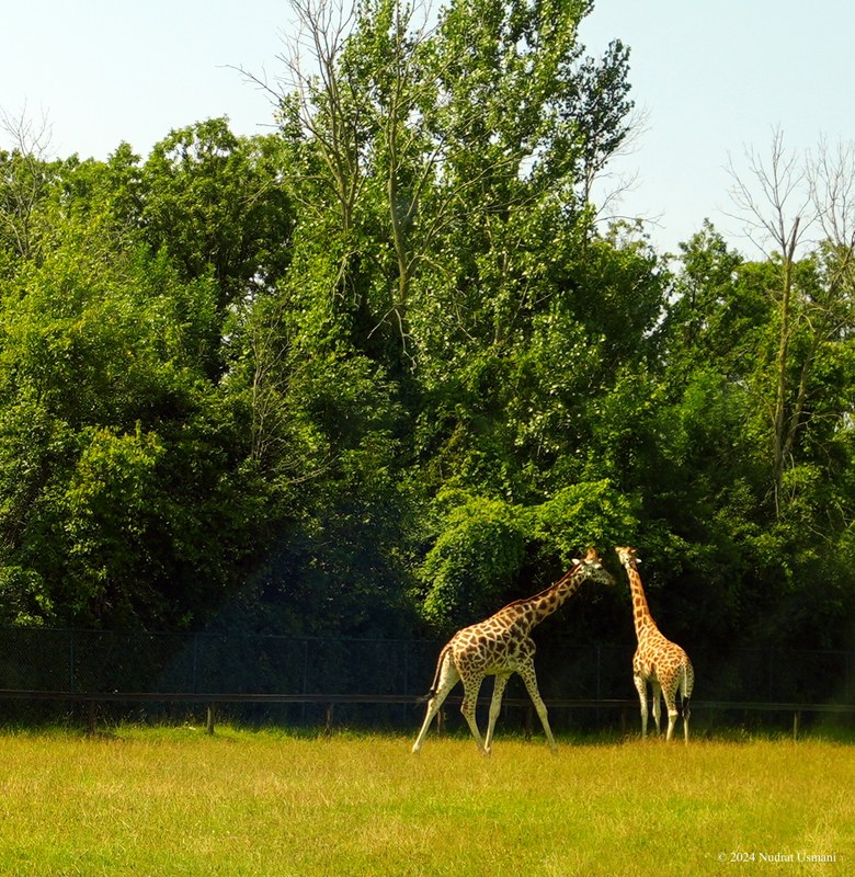 African Lion Safari - 2024_7_27_African_Lion_Safari_0022