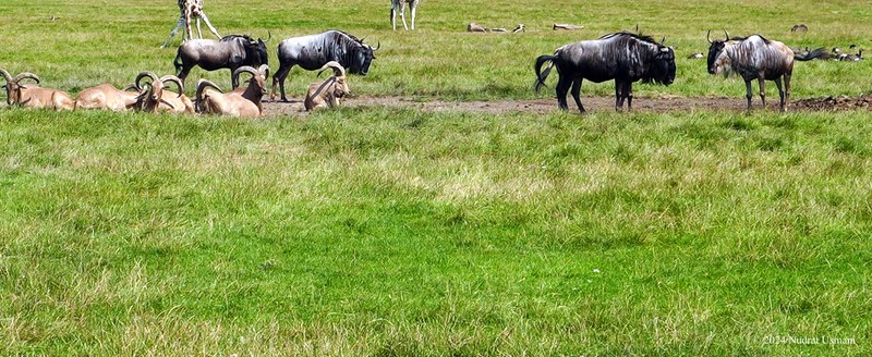 African Lion Safari - 2024_7_27_African_Lion_Safari_0024