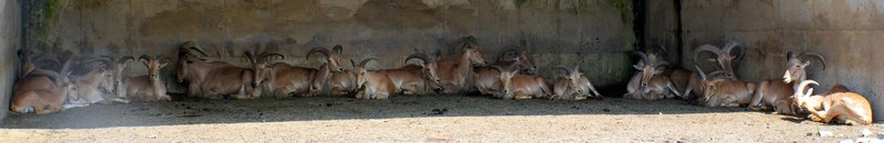African Lion Safari - 2024_7_27_African_Lion_Safari_0032