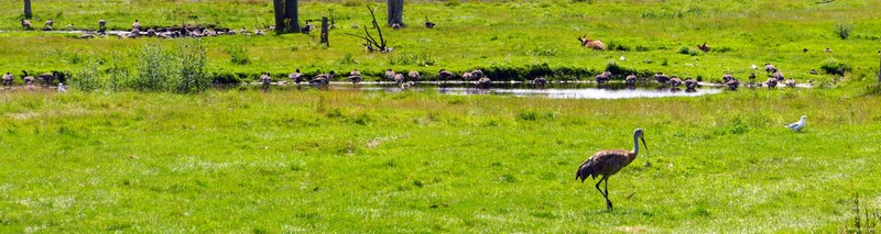 African Lion Safari - 2024_7_27_African_Lion_Safari_0048