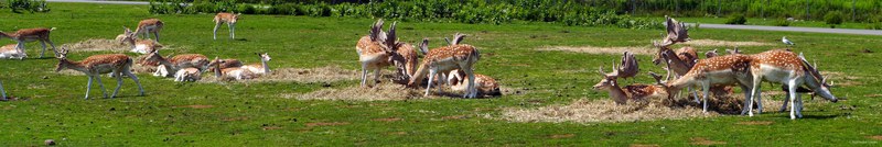 African Lion Safari - 2024_7_27_African_Lion_Safari_0058