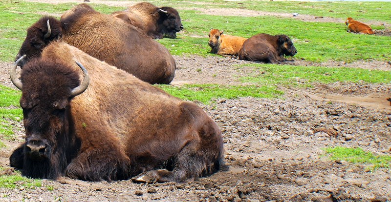 African Lion Safari - 2024_7_27_African_Lion_Safari_0059