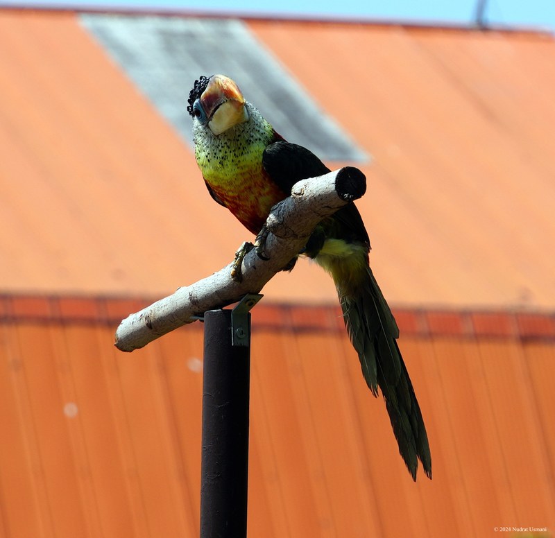 African Lion Safari - 2024_7_27_African_Lion_Safari_0099